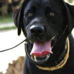 labrador retriever, dog, service dog-7170418.jpg